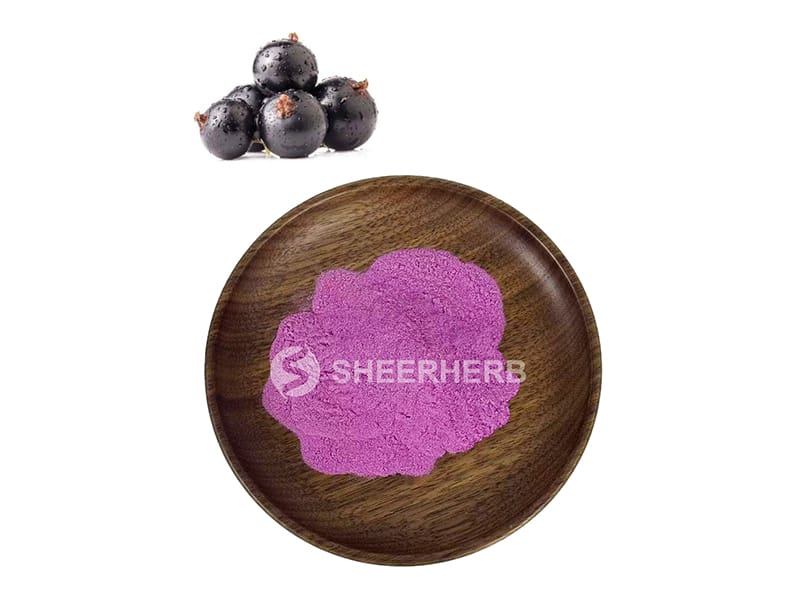 Bubuk blackcurrant