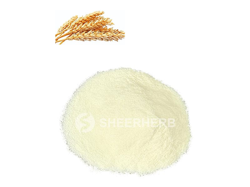 Bubuk protein gandum